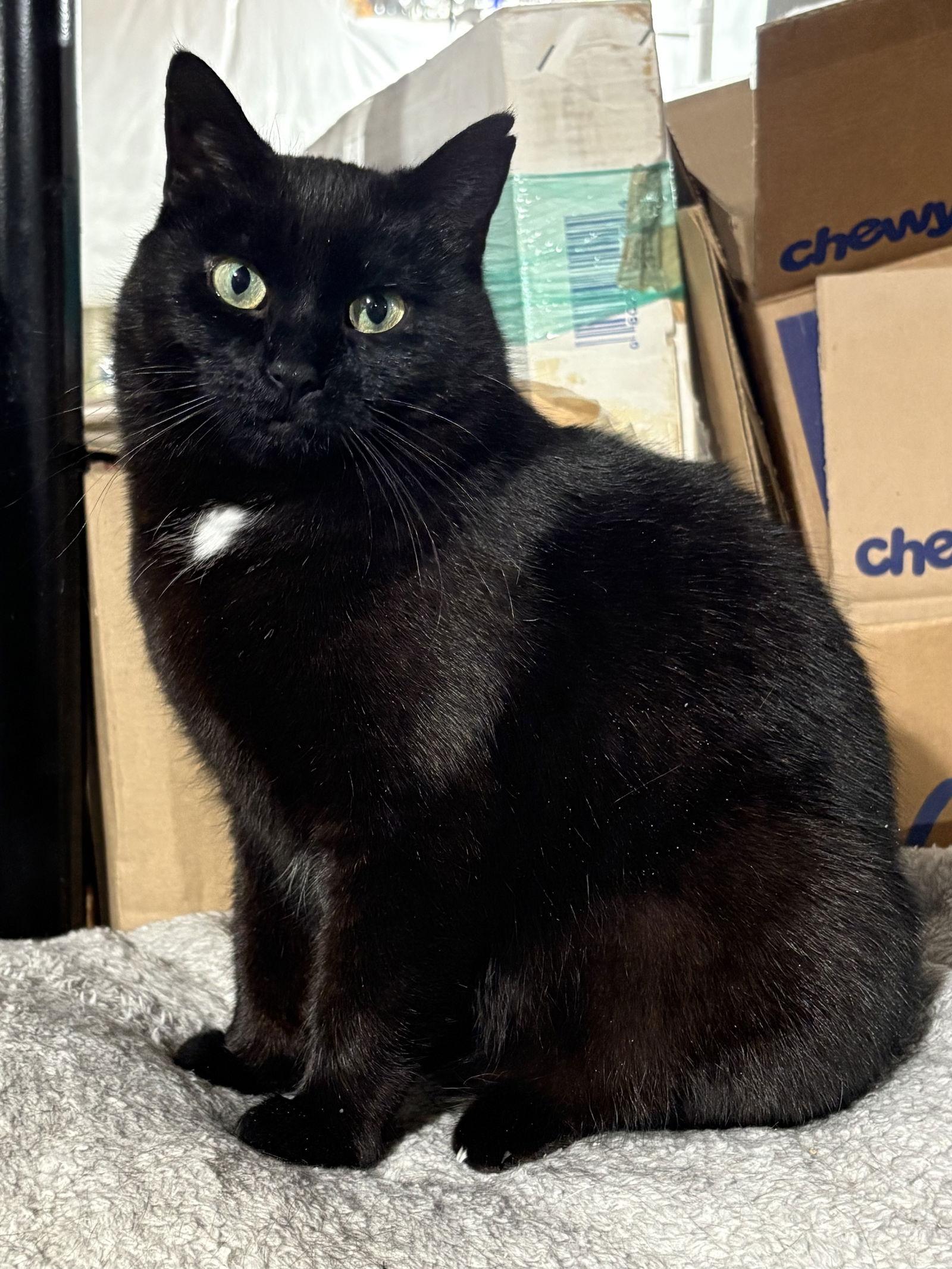 Hattie, a Adoptable Domestic Short Hair in Walled Lake, MI image 1/3