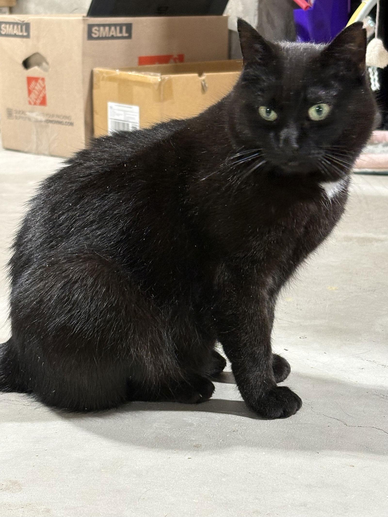 Hattie, a Adoptable Domestic Short Hair in Walled Lake, MI image 2/3