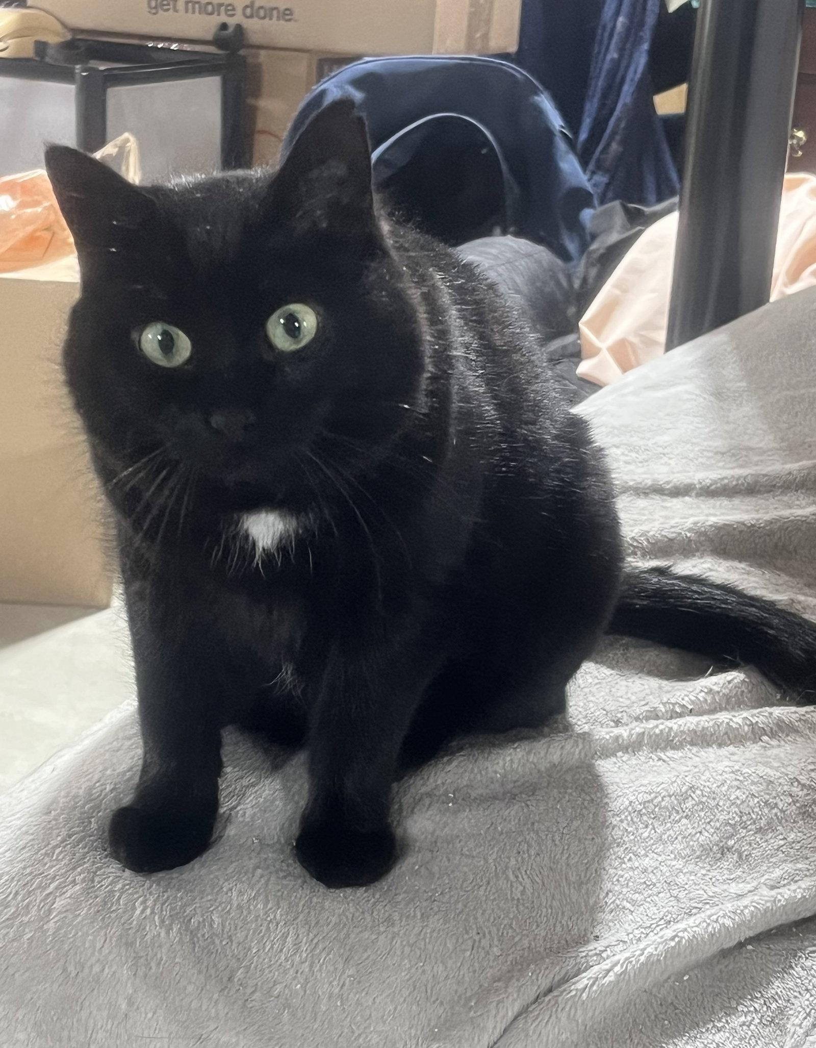 Hattie, a Adoptable Domestic Short Hair in Walled Lake, MI image 2/3
