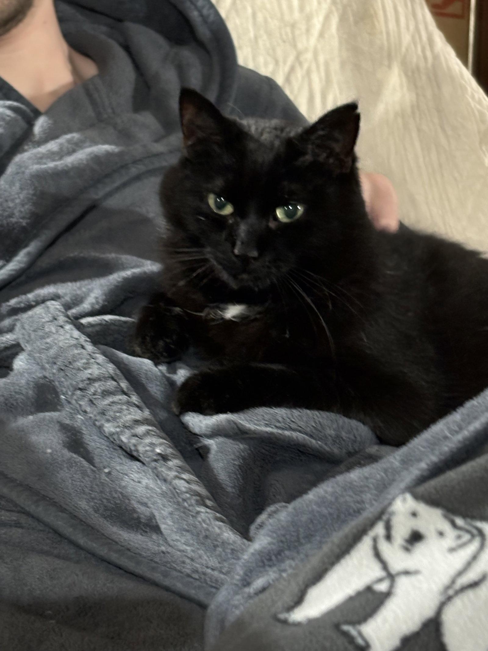 Enlarge Hattie, a Adoptable Domestic Short Hair in Walled Lake, MI image 3/3