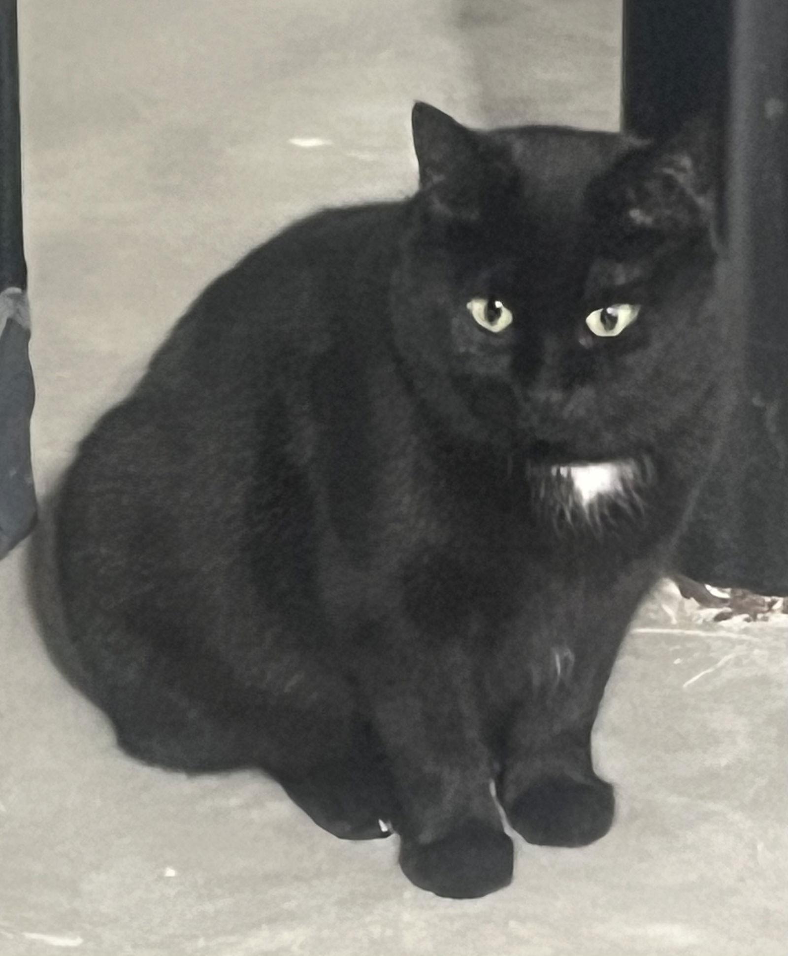 Hattie, a Adoptable Domestic Short Hair in Walled Lake, MI image 3/3