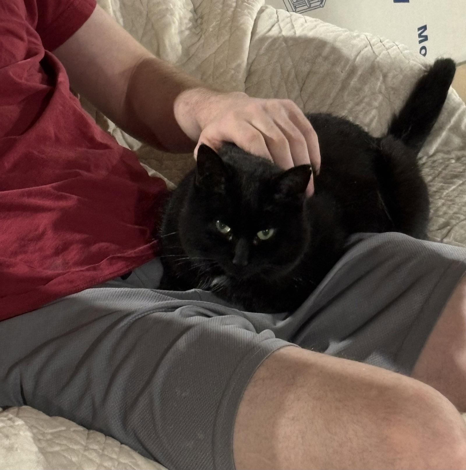 Hattie, a Adoptable Domestic Short Hair in Walled Lake, MI image 3/3