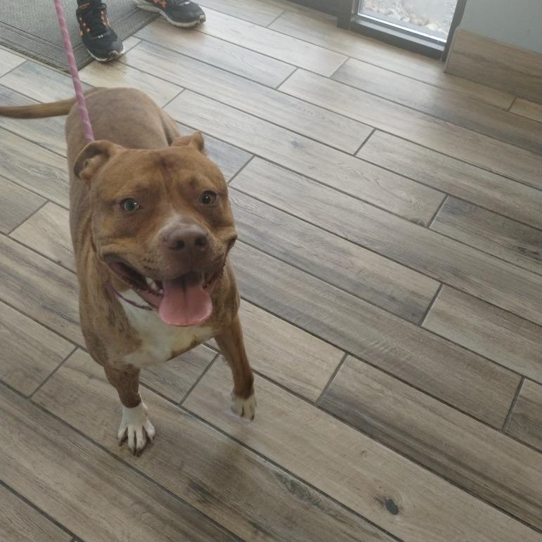 Enlarge Stylz, a Adoptable Pit Bull Terrier in Henderson, KY image 1/6