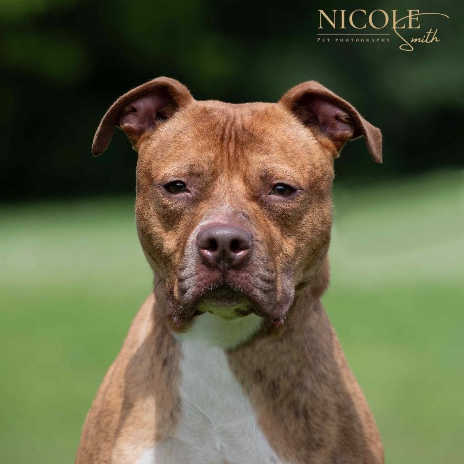 Enlarge Stylz, a Adoptable Pit Bull Terrier in Henderson, KY image 2/6