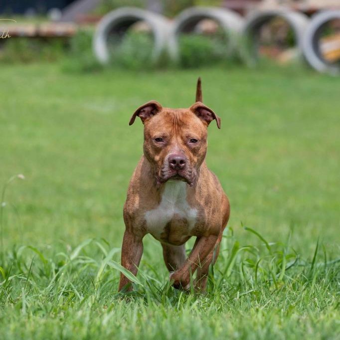 Enlarge Stylz, a Adoptable Pit Bull Terrier in Henderson, KY image 3/6