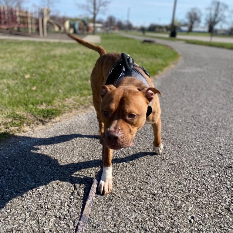 Enlarge Stylz, a Adoptable Pit Bull Terrier in Henderson, KY image 4/6
