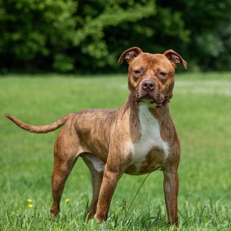 Enlarge Stylz, a Adoptable Pit Bull Terrier in Henderson, KY image 5/6