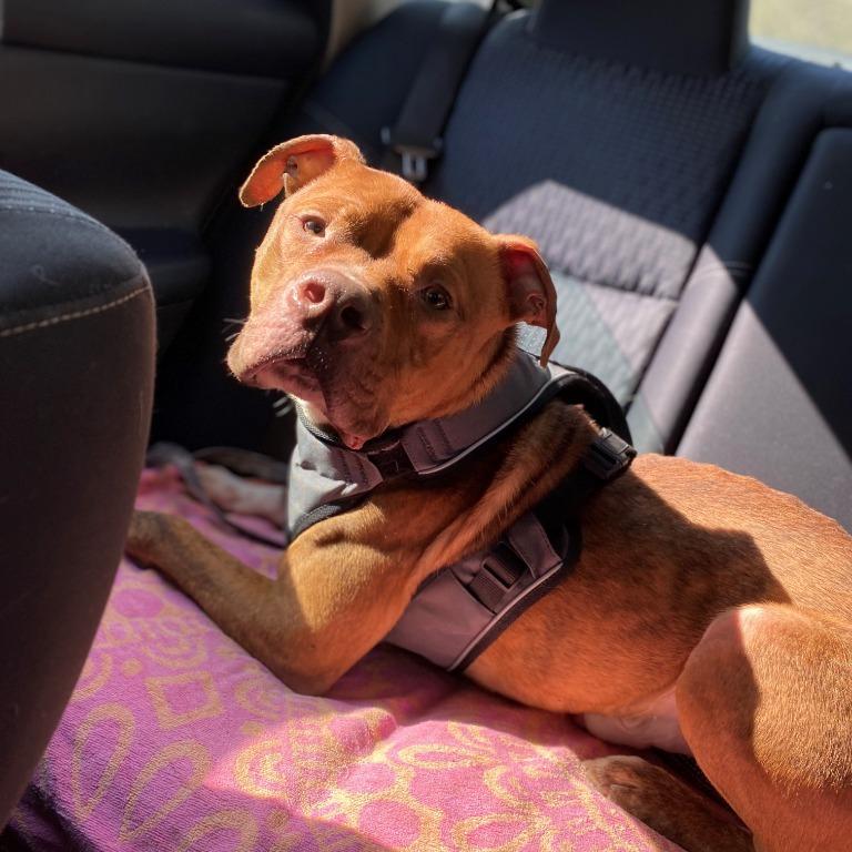 Enlarge Stylz, a Adoptable Pit Bull Terrier in Henderson, KY image 6/6