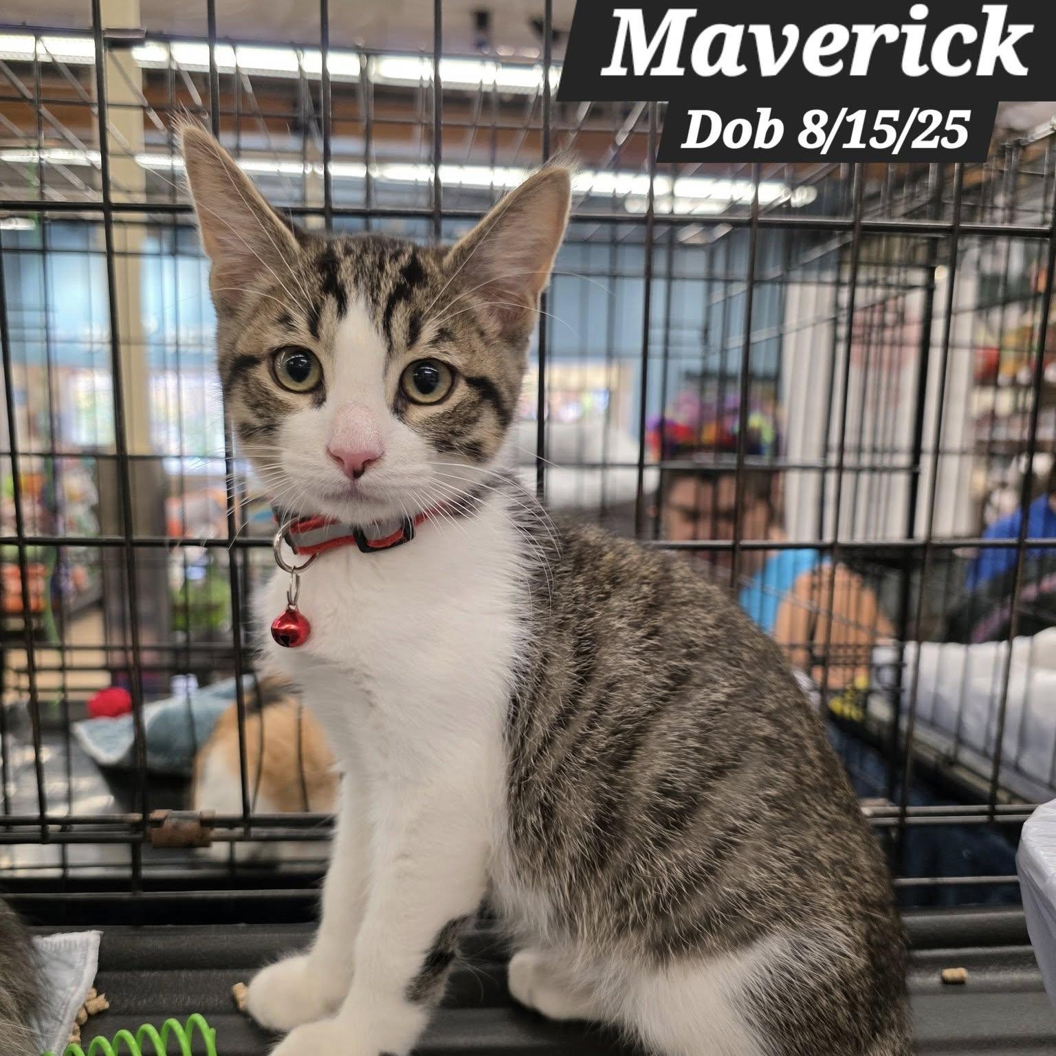 Maverick, adopted, Young Male Domestic Short Hair.