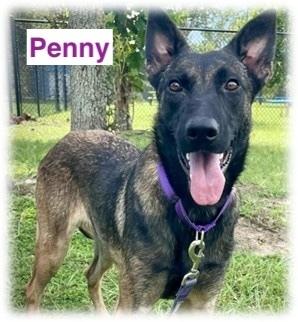 Enlarge Penny - Located in Florida, a Adoptable Belgian Shepherd / Malinois in Lecanto, FL image 2/2