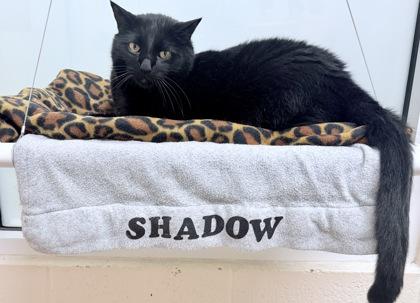 Enlarge Shadow, a Adoptable mixed breed in Vero Beach, FL image 1/3