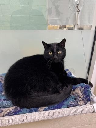 Enlarge Shadow, a Adoptable mixed breed in Vero Beach, FL image 2/3
