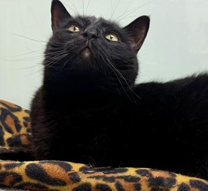 Enlarge Shadow, a Adoptable mixed breed in Vero Beach, FL image 3/3