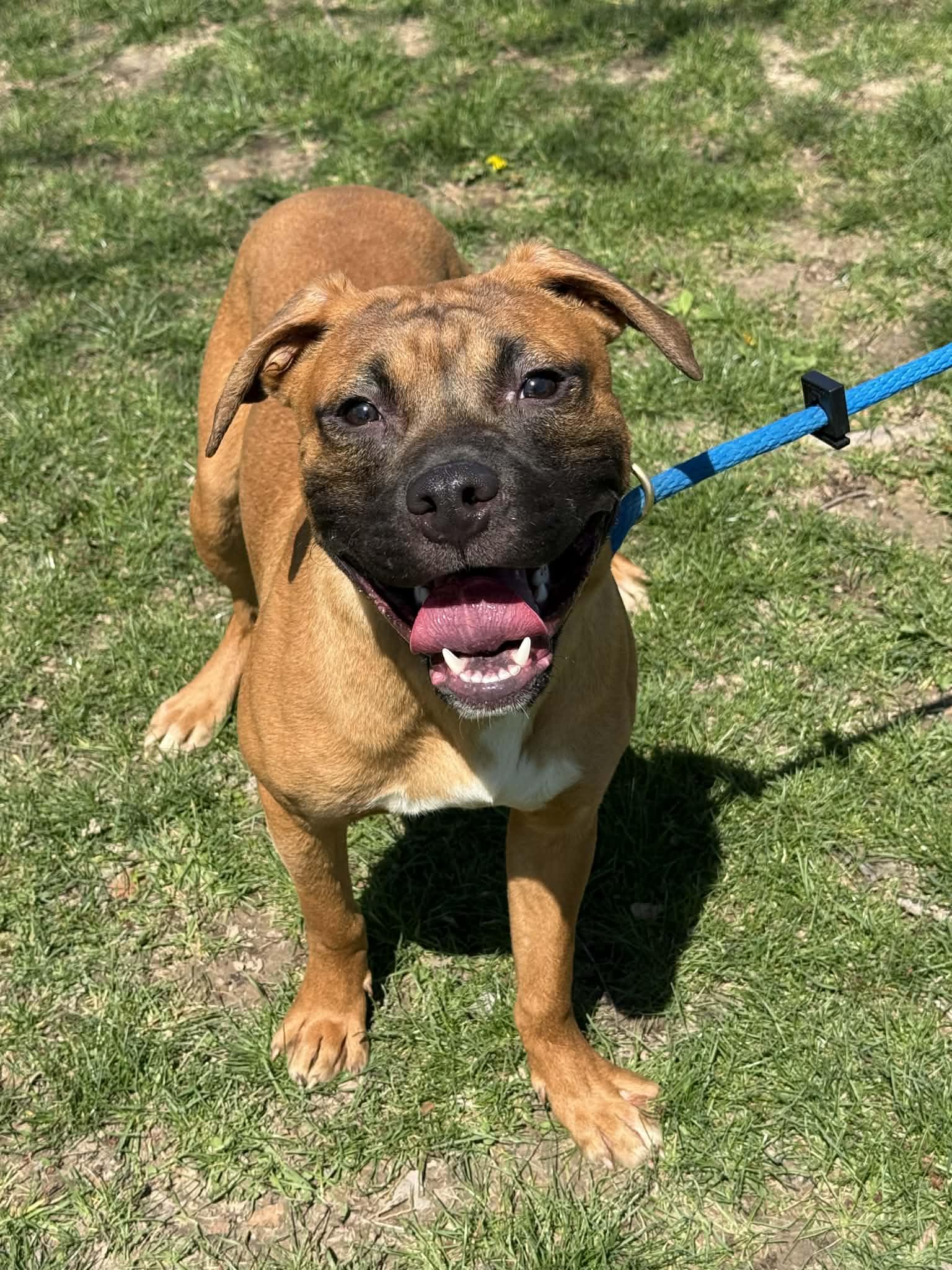 Bruno, ADOPTABLE, Young Male Pit Bull Terrier.