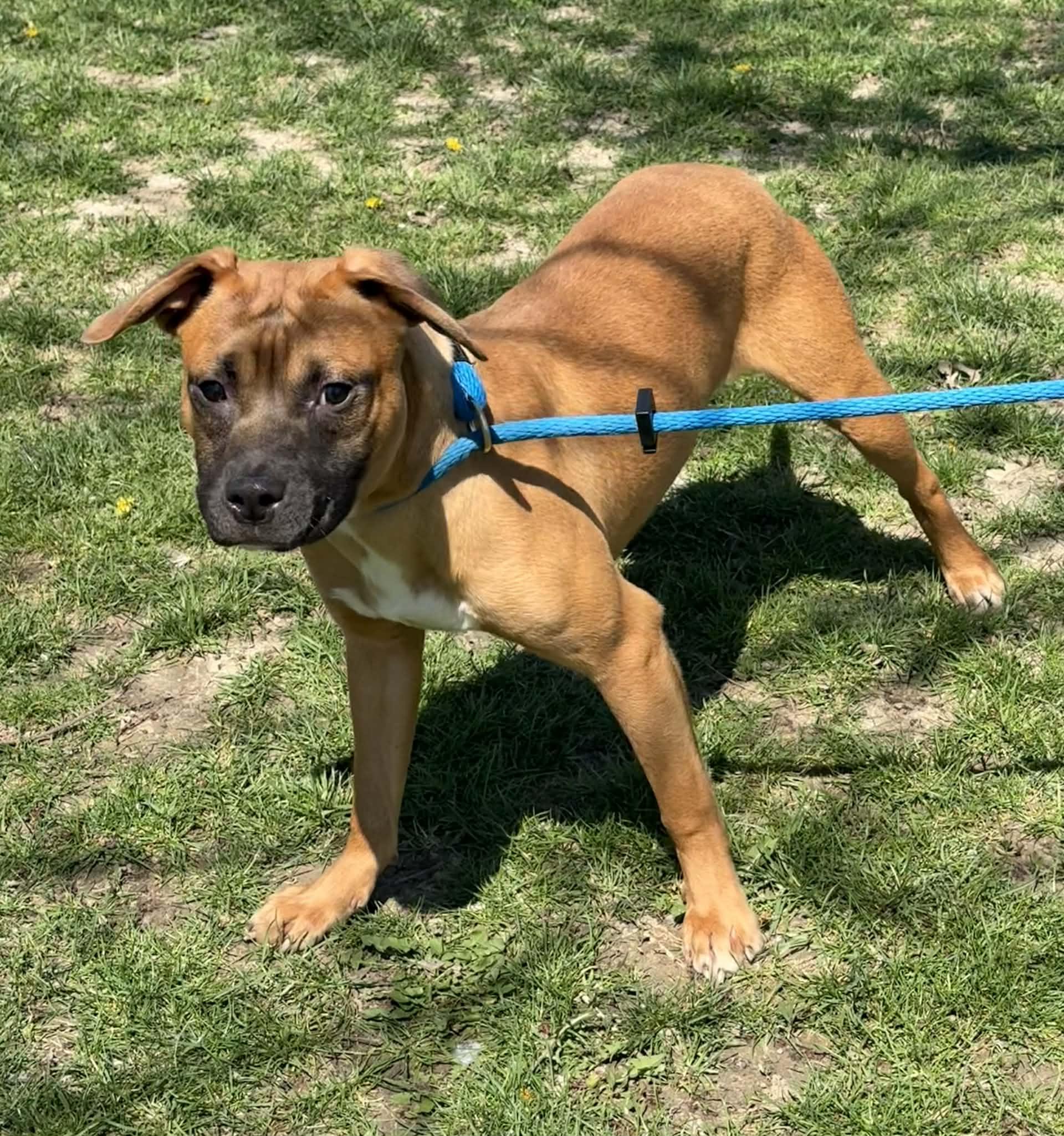 Enlarge Bruno, a ADOPTABLE mixed breed in Springfield, IL image 2/2