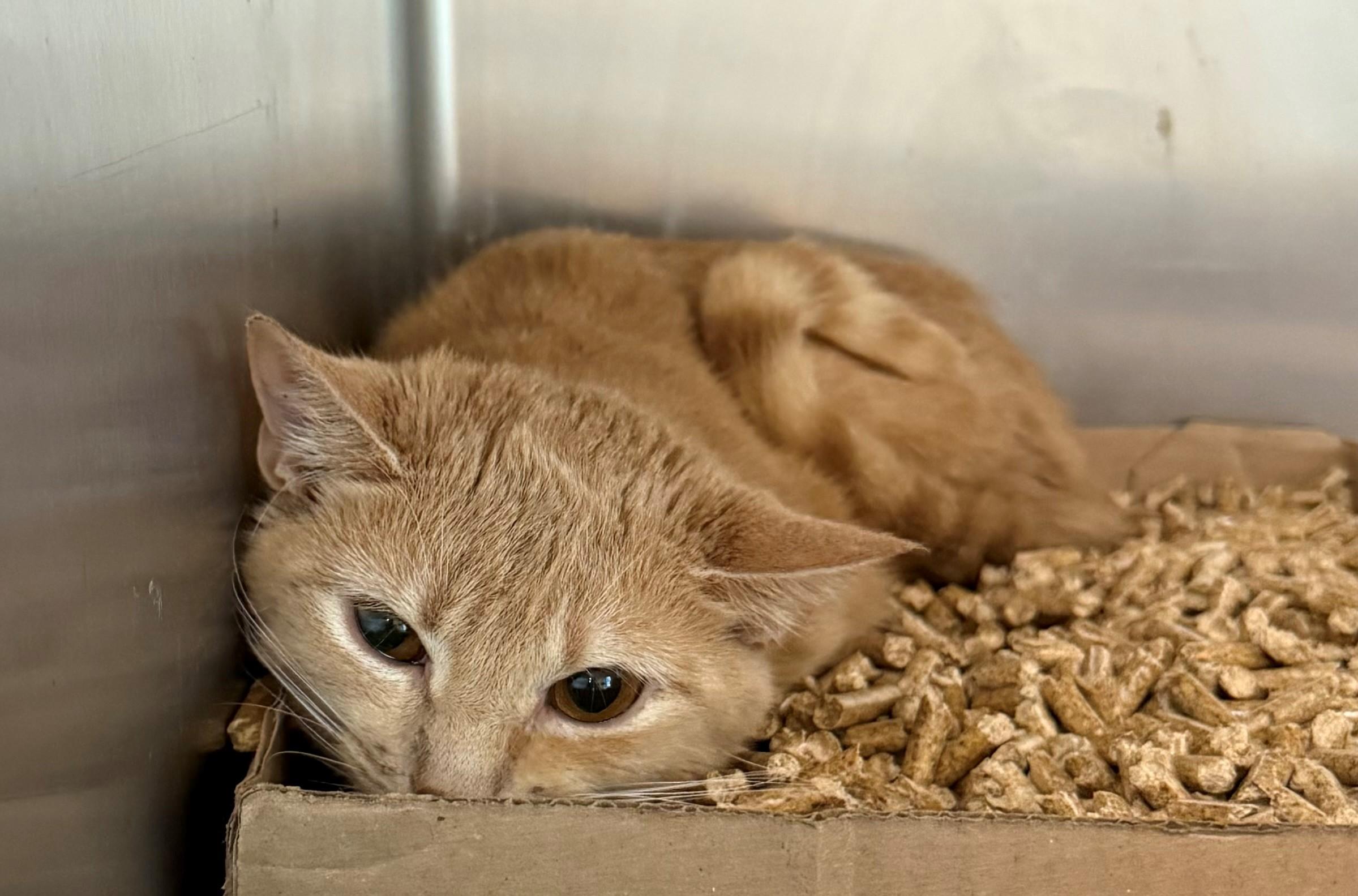 Enlarge Walmart, an adopted Domestic Short Hair in Edison, NJ image 1/1