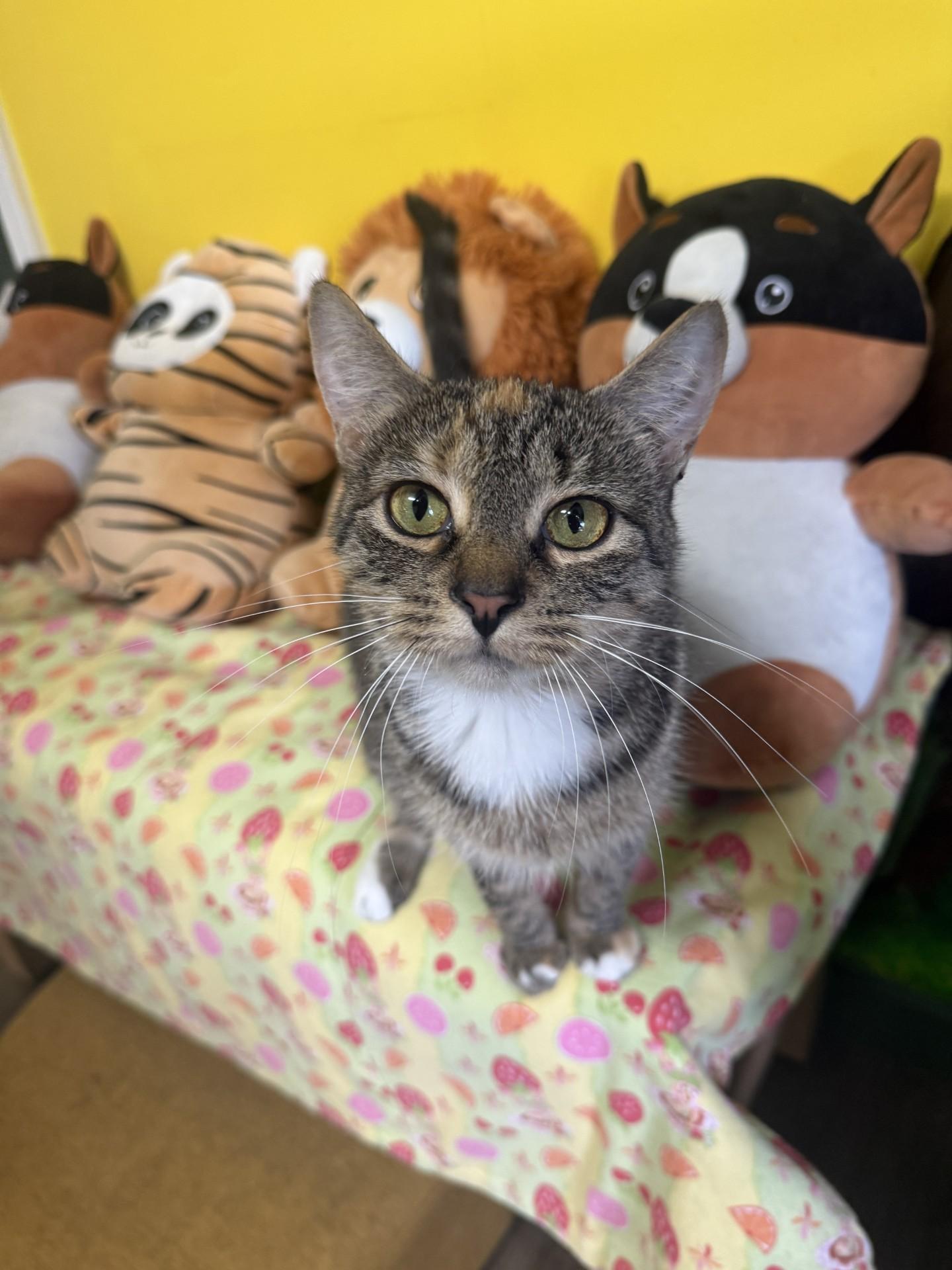 Dove, ADOPTABLE, Adult Female Domestic Short Hair.