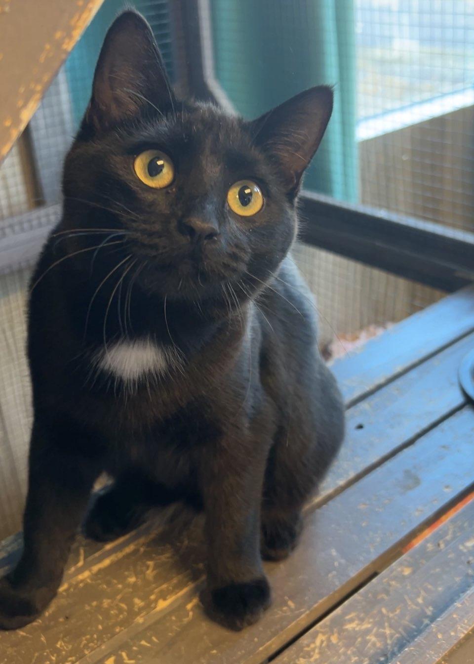 Maleficent - AC Kitty!, Adoptable, Young Female Domestic Short Hair.