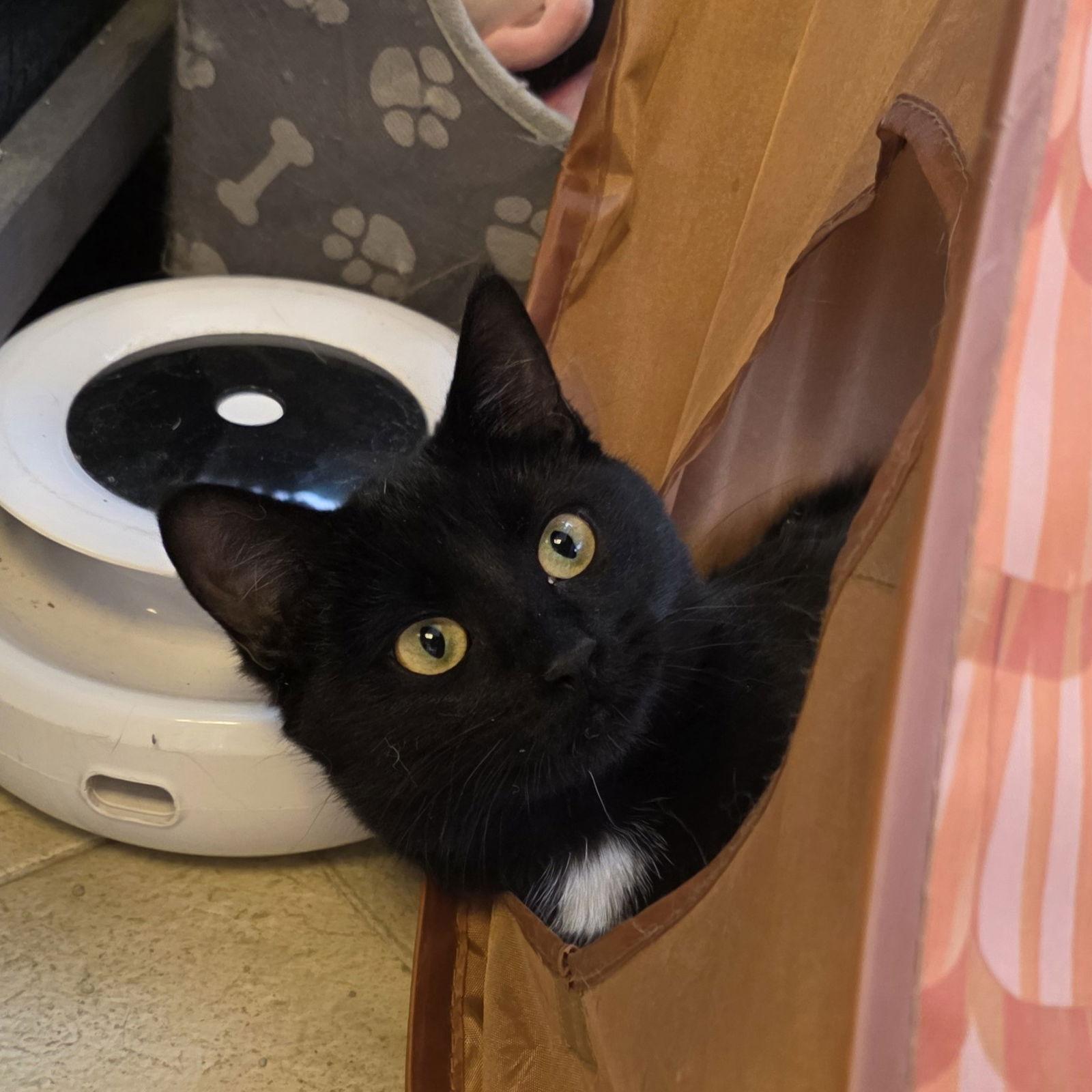 Enlarge Lefi - AC Kitty!, a Adoptable Domestic Short Hair in Laramie, WY image 1/3