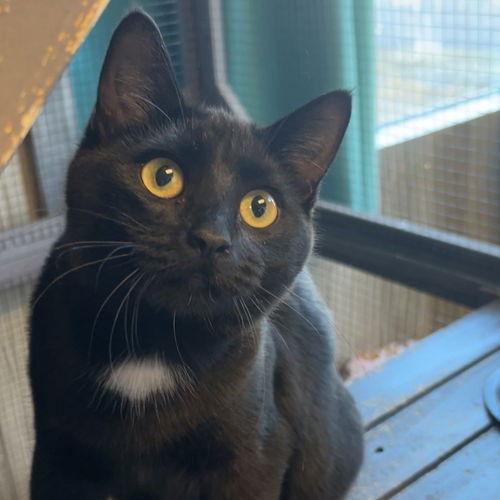 Enlarge Lefi - AC Kitty!, a Adoptable Domestic Short Hair in Laramie, WY image 2/3