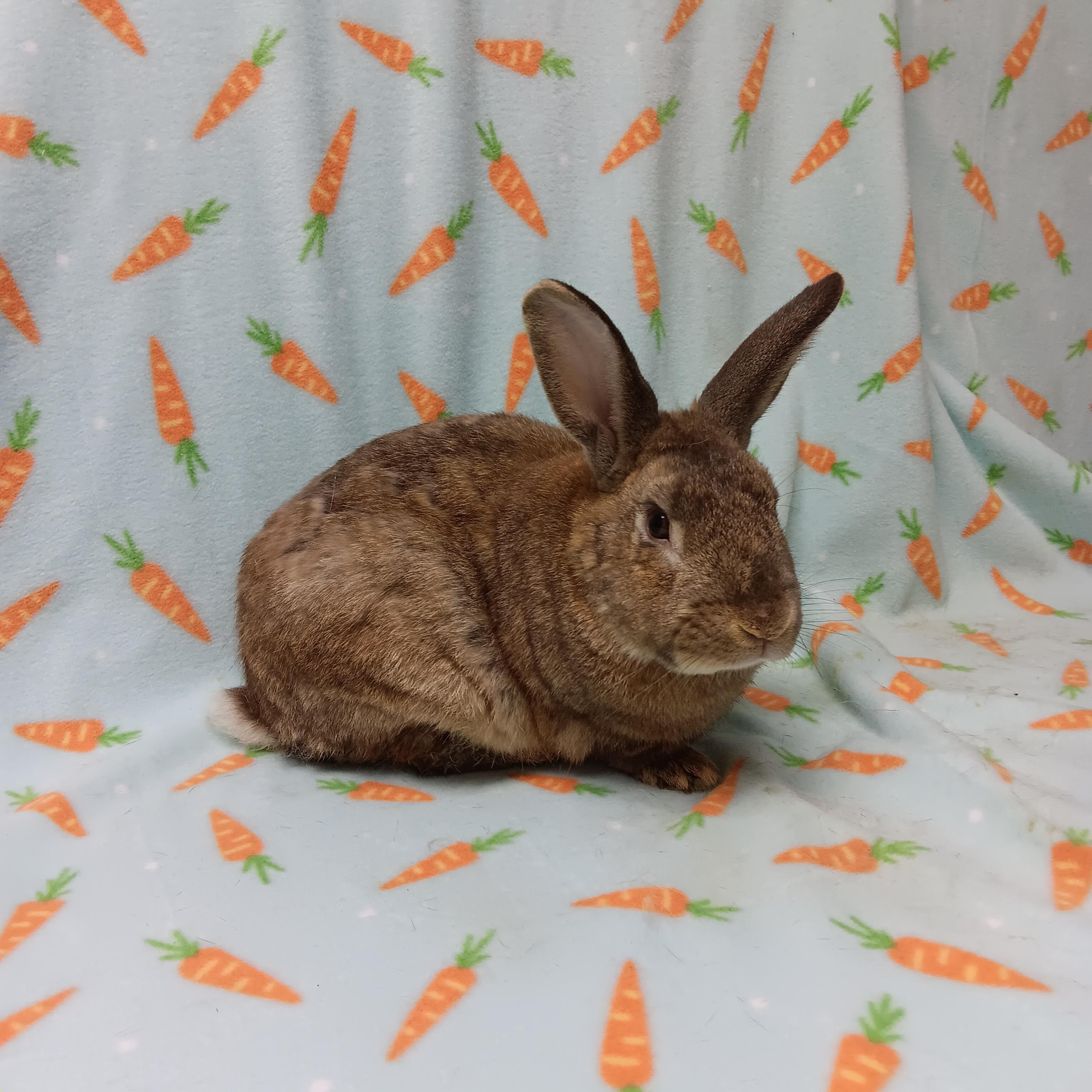 Wigle, adoptable, Adult Male Bunny Rabbit.