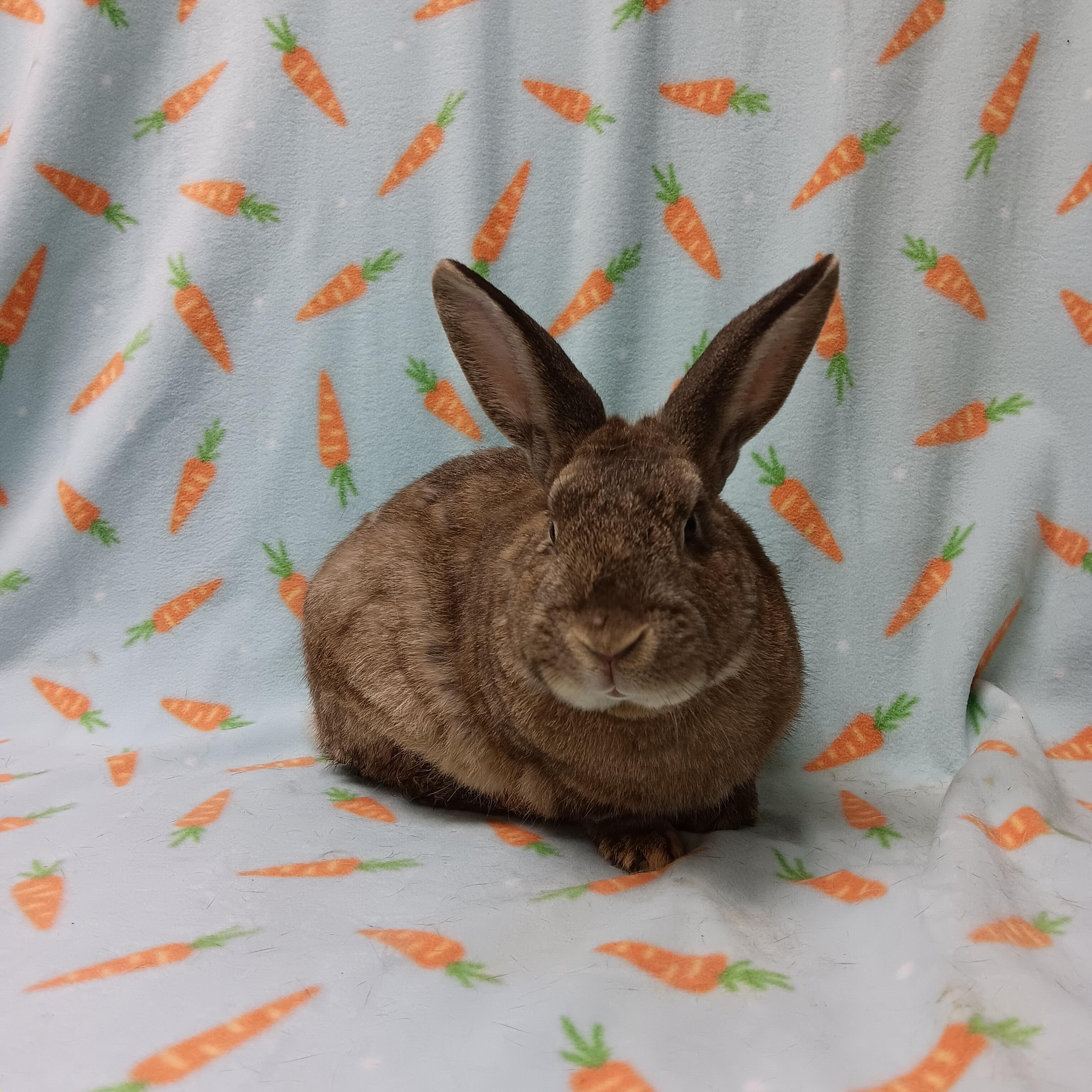 Enlarge Wigle, an adoptable Bunny Rabbit in Harrisburg, PA image 2/2