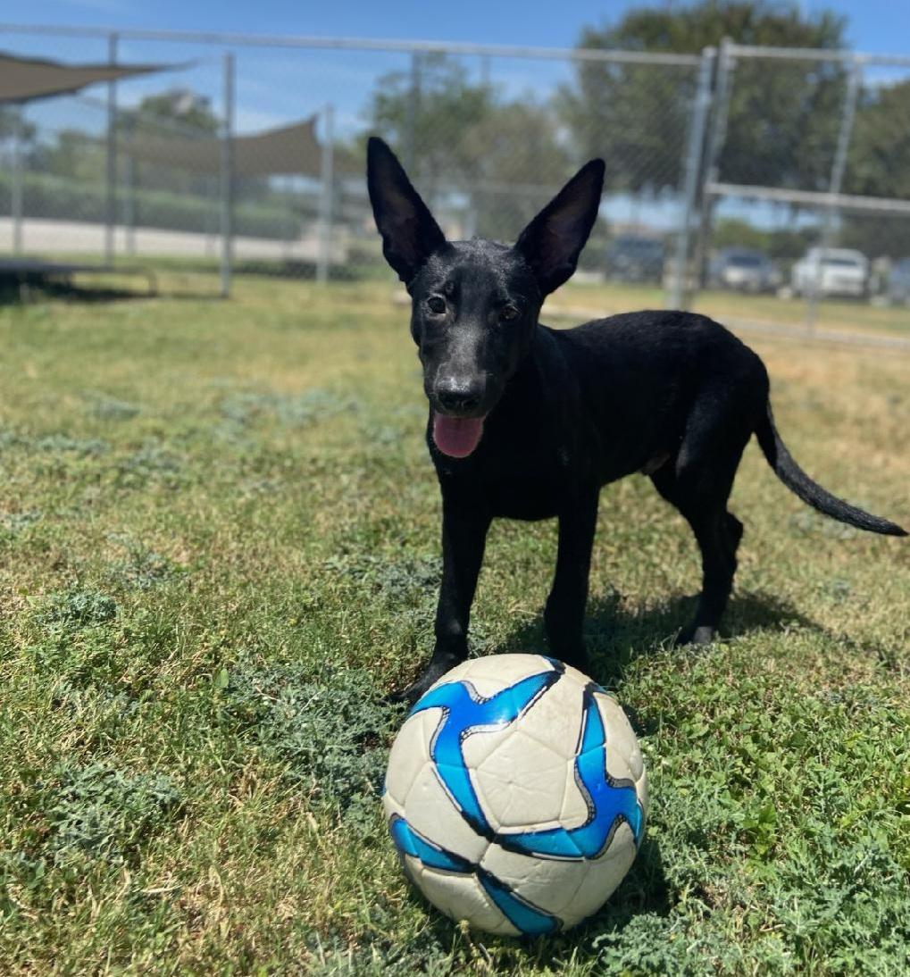 Enlarge Tidus, a ADOPTABLE mixed breed in Schertz, TX image 2/2
