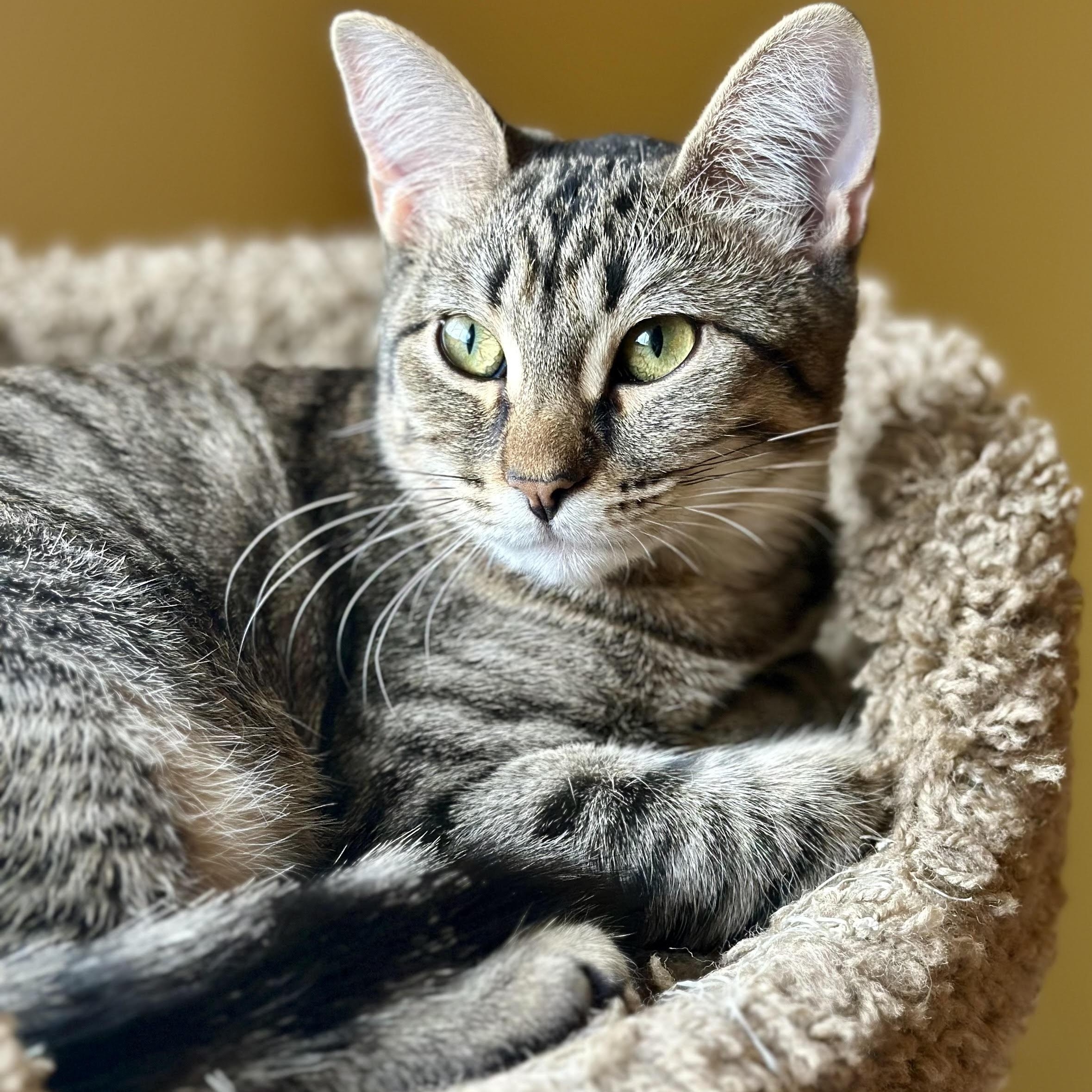 Enlarge Fiona Bell, a Adoptable Domestic Short Hair in Denver, CO image 2/5