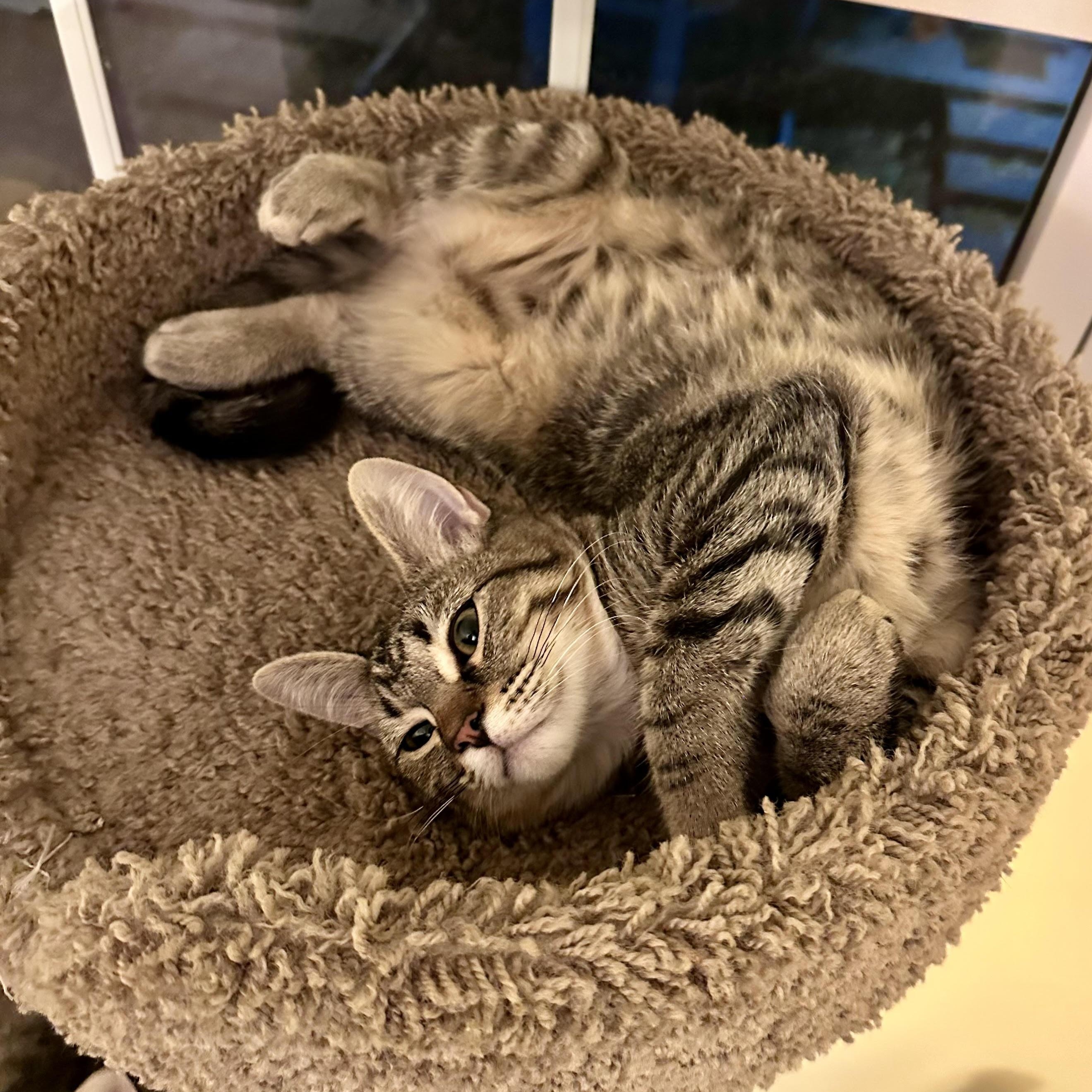 Enlarge Fiona Bell, a Adoptable Domestic Short Hair in Denver, CO image 5/5