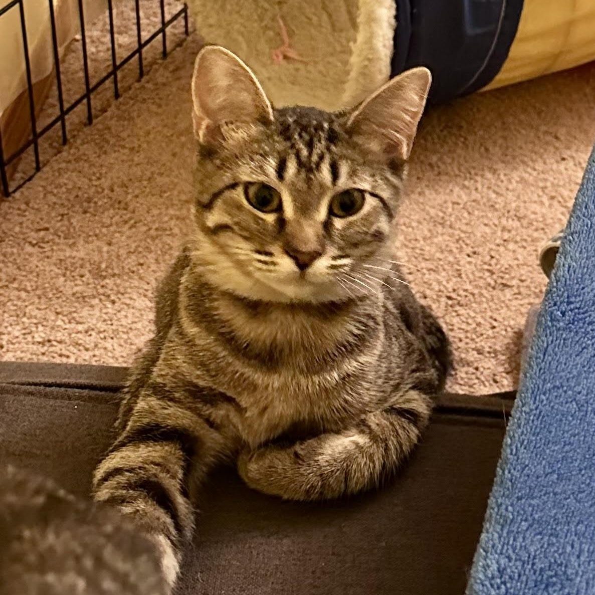 Enlarge Fiona Bell, a Adoptable Domestic Short Hair in Denver, CO image 4/5