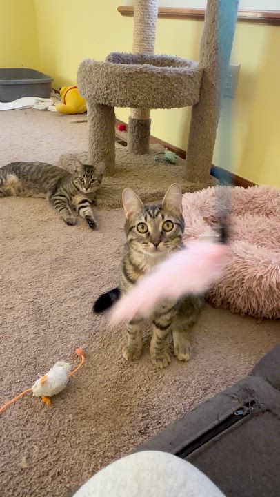 Enlarge Fiona Bell, a Adoptable Domestic Short Hair in Denver, CO video 3/5