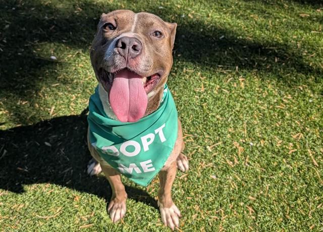 EAGLE, Adoptable, Adult Male Pit Bull Terrier.
