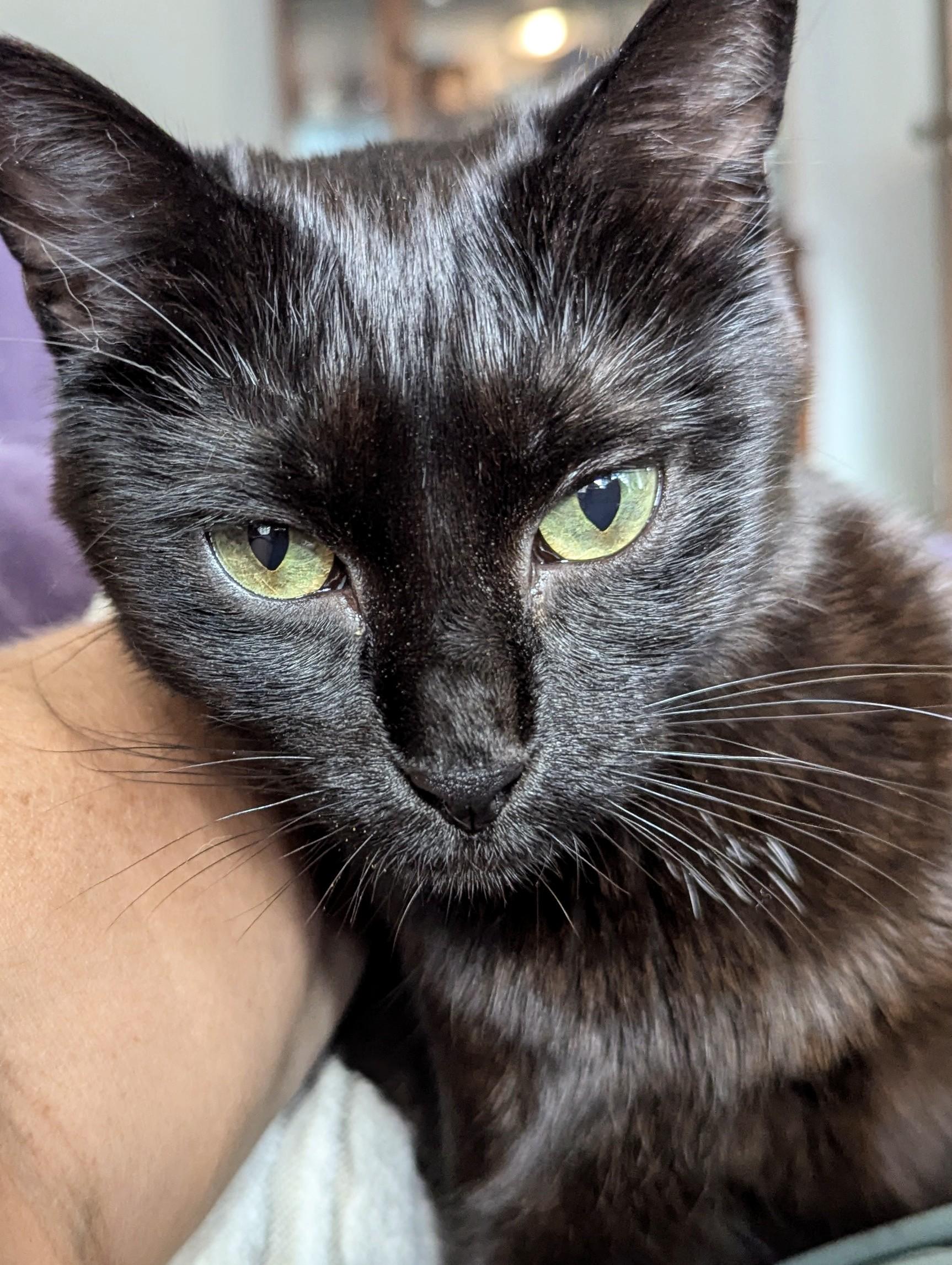 Bridle, Young Female Domestic Short Hair