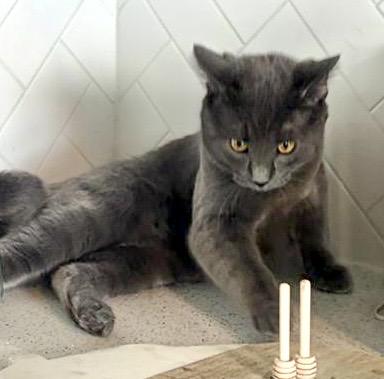 Enlarge Ozzy (bonded with Mocha), an adopted Domestic Short Hair in Toronto, ON image 3/6