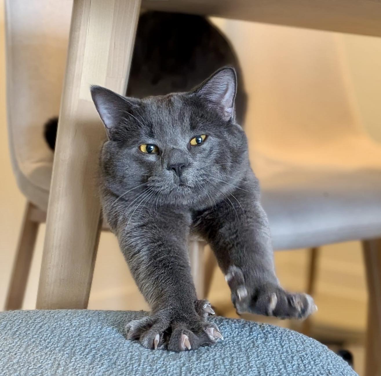 Enlarge Ozzy (bonded with Mocha), an adopted Domestic Short Hair in Toronto, ON image 4/6