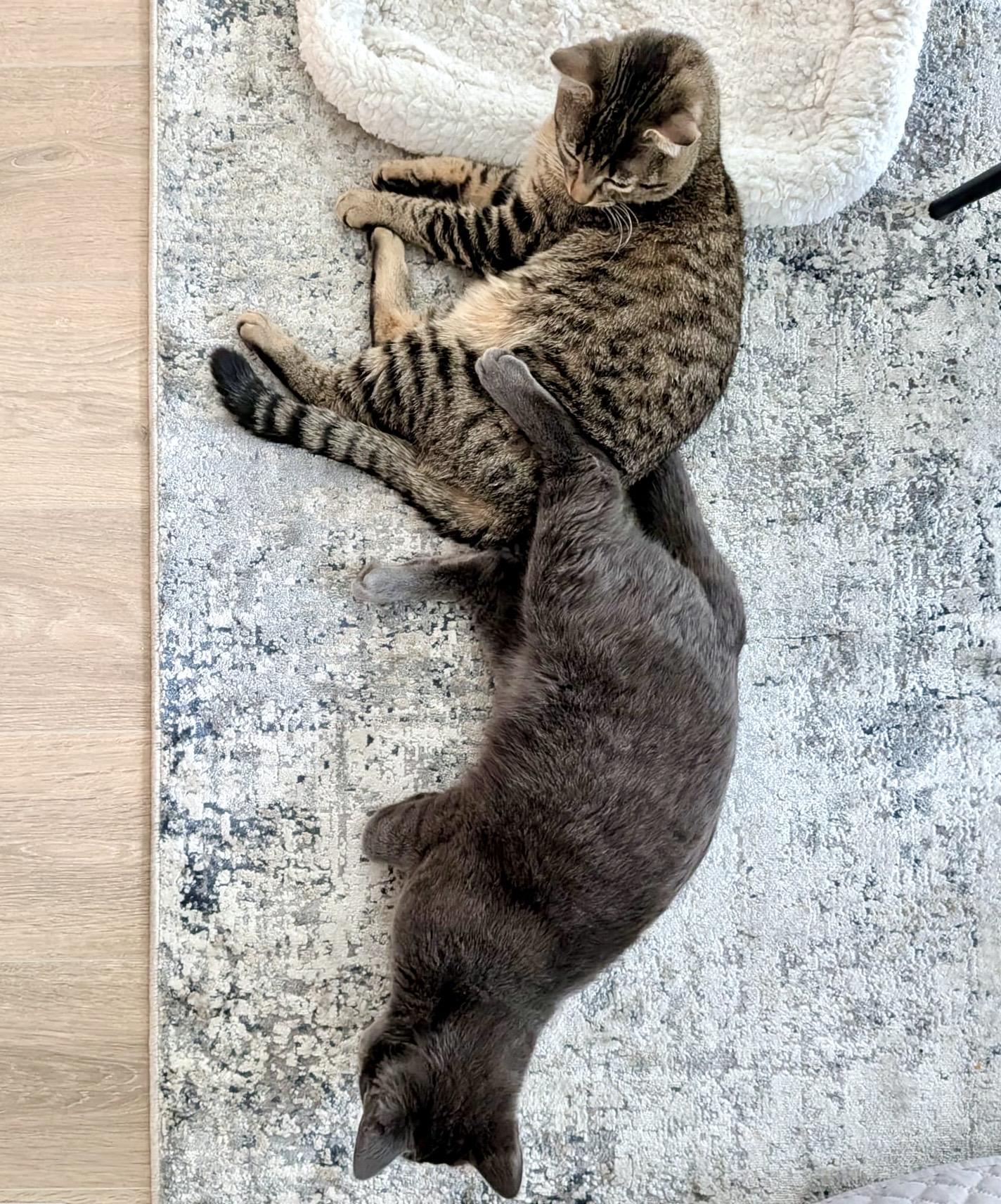 Enlarge Ozzy (bonded with Mocha), an adopted Domestic Short Hair in Toronto, ON image 6/6