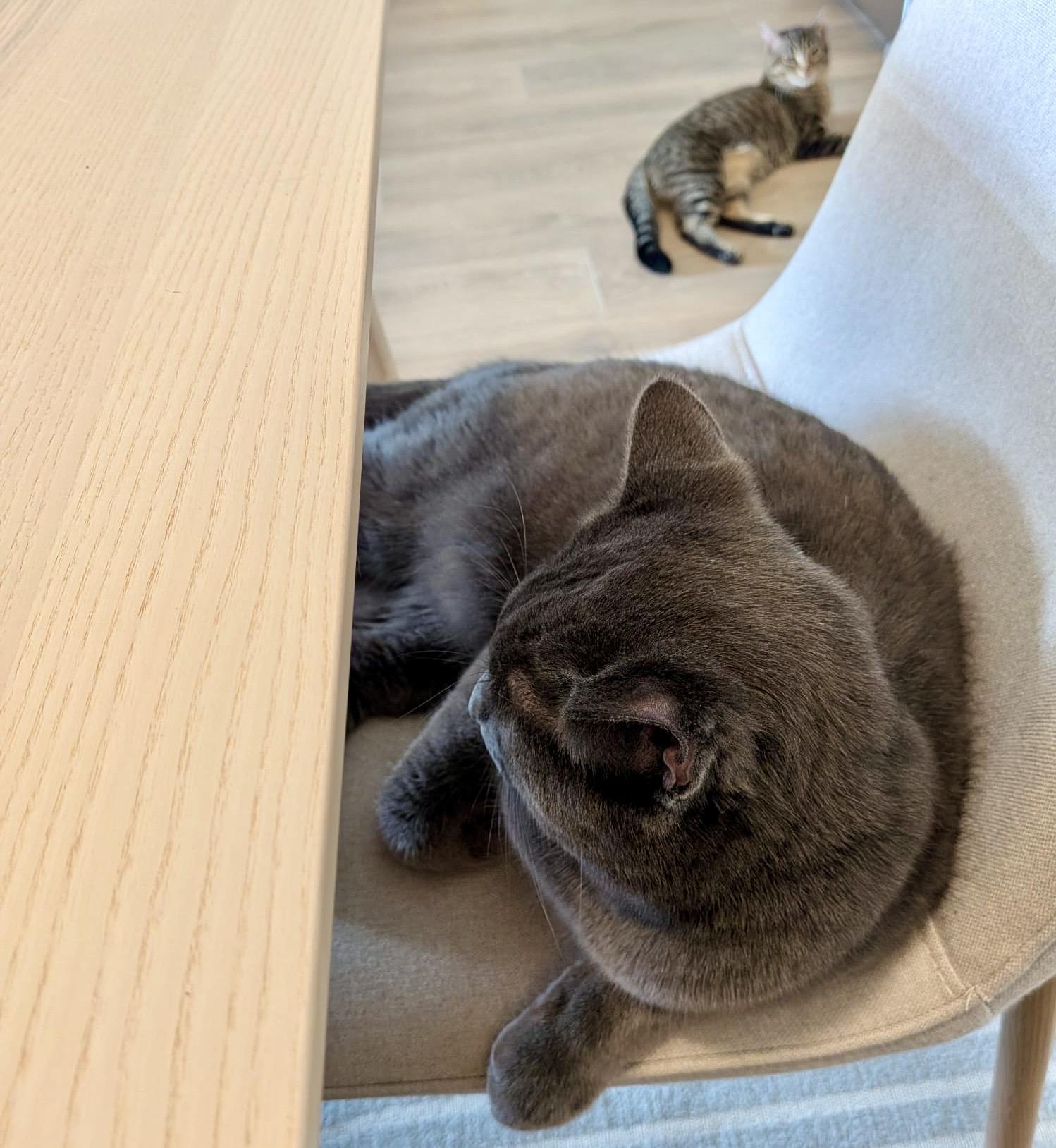 Enlarge Ozzy (bonded with Mocha), an adopted Domestic Short Hair in Toronto, ON image 5/6