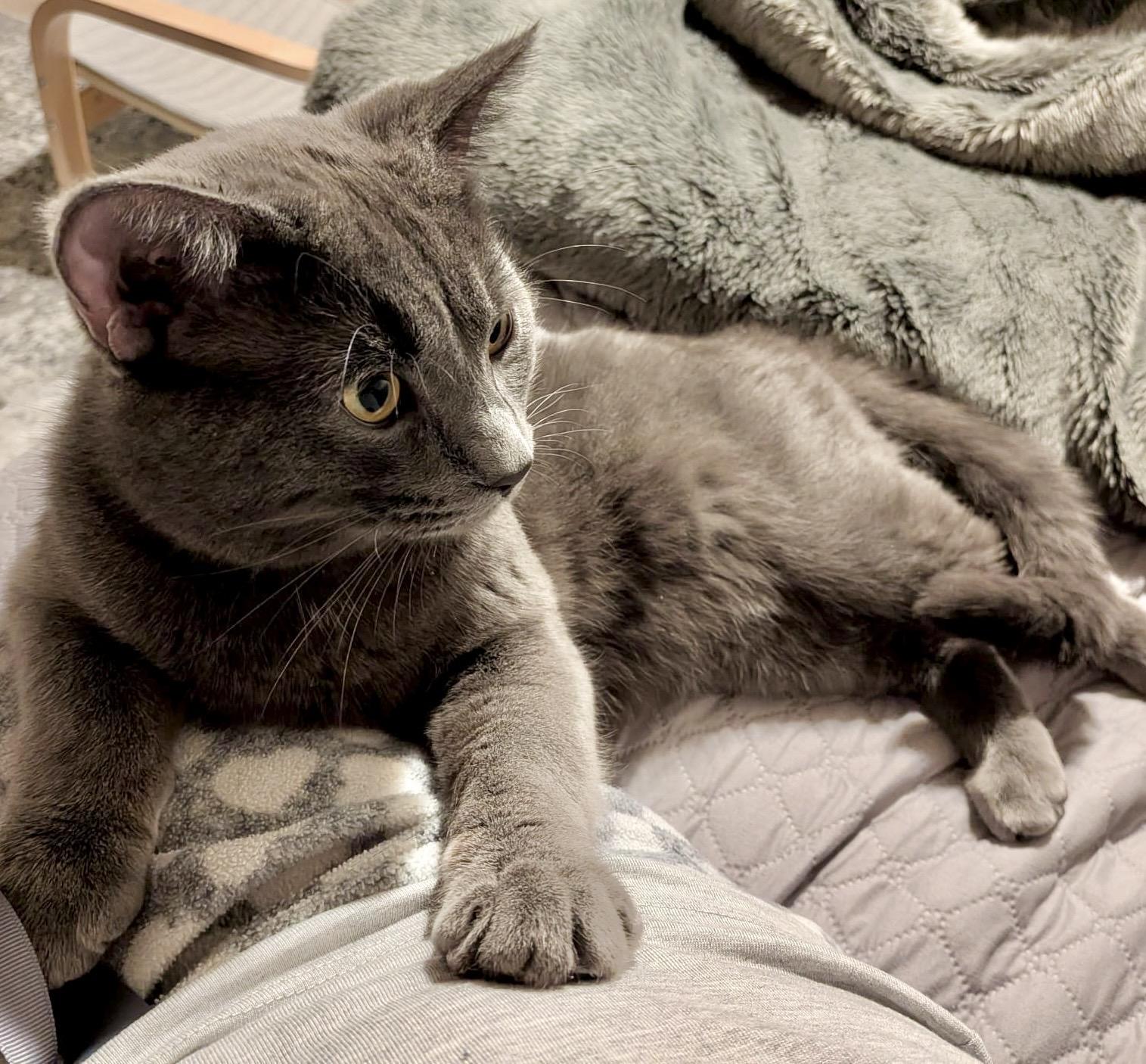 Enlarge Ozzy (bonded with Mocha), an adopted Domestic Short Hair in Toronto, ON image 2/6