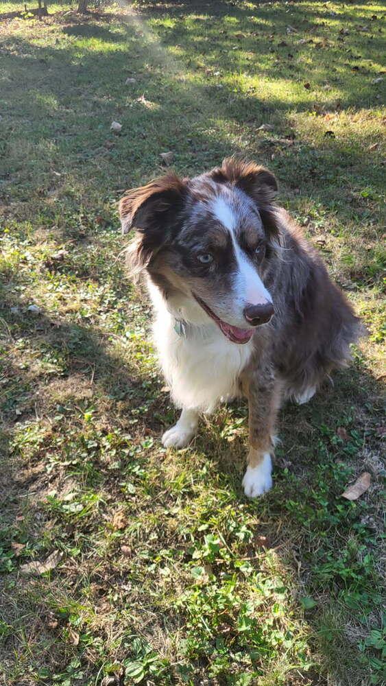 Enlarge 0958 Kenna, a Adoptable Australian Shepherd in St Peters, MO image 1/6