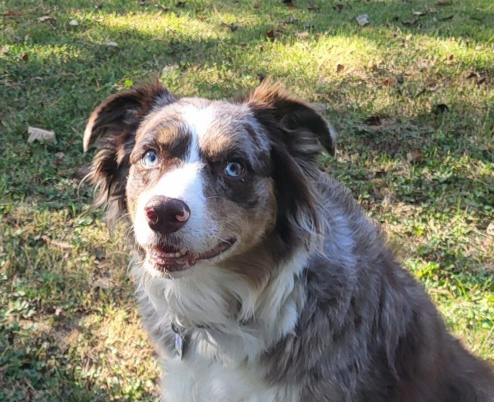 Enlarge 0958 Kenna, a Adoptable Australian Shepherd in St Peters, MO image 2/6