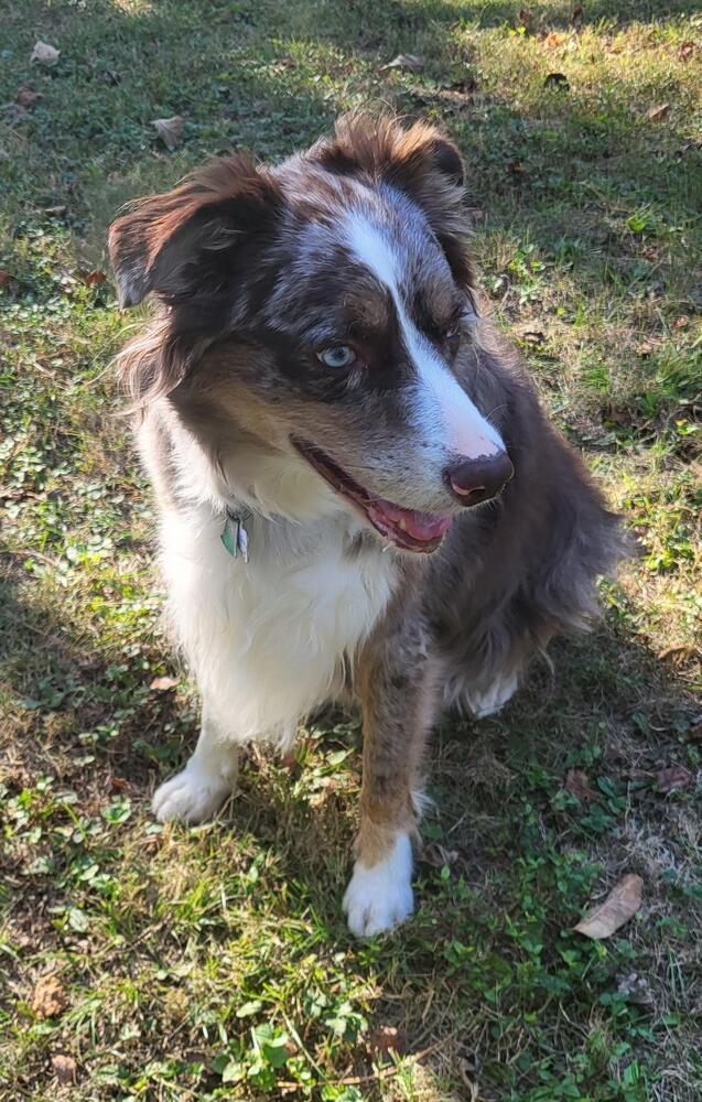 Enlarge 0958 Kenna, a Adoptable Australian Shepherd in St Peters, MO image 3/6