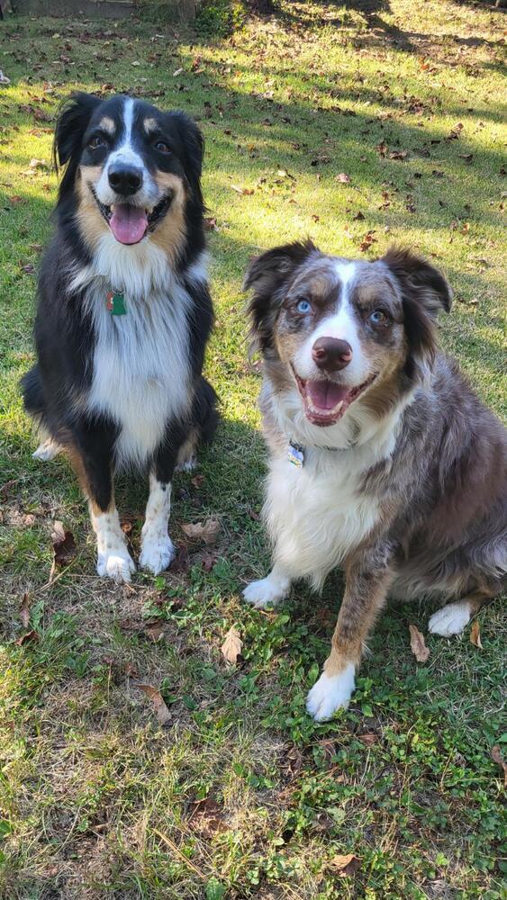 Enlarge 0958 Kenna, a Adoptable Australian Shepherd in St Peters, MO image 4/6