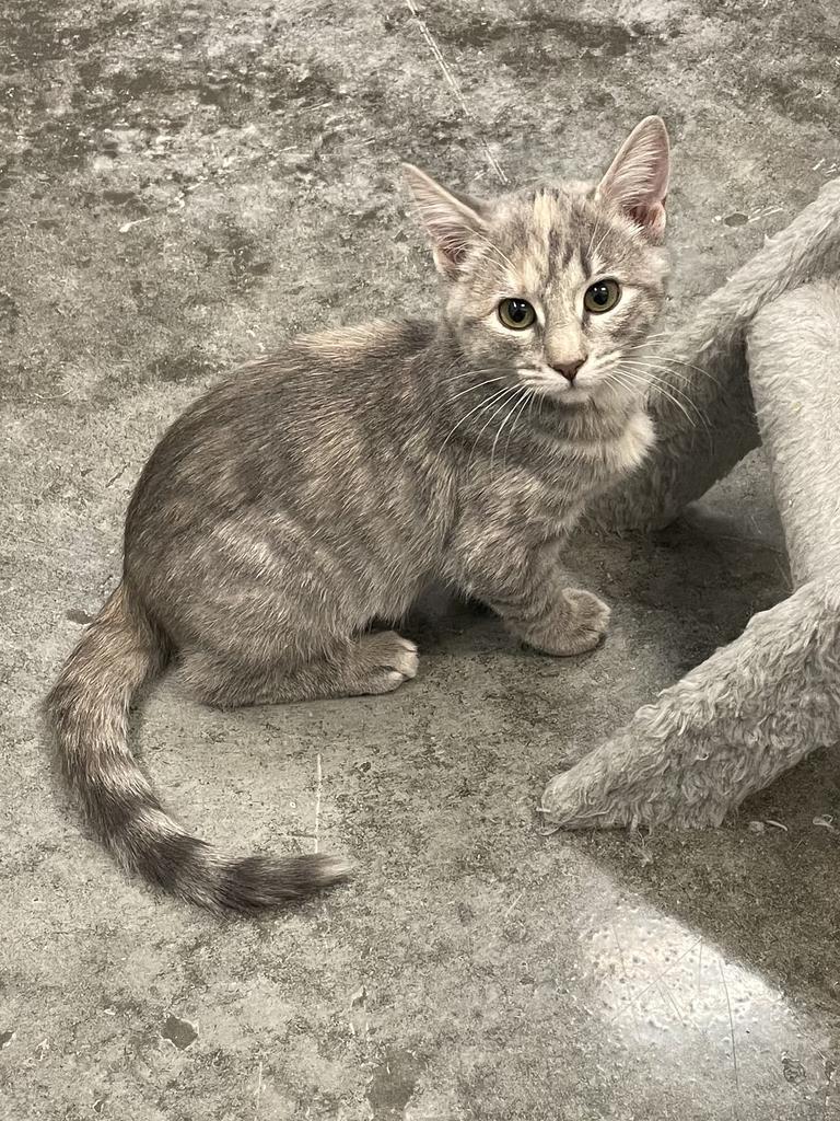 Fern Camellia, Adoptable, Adult Female Domestic Short Hair.