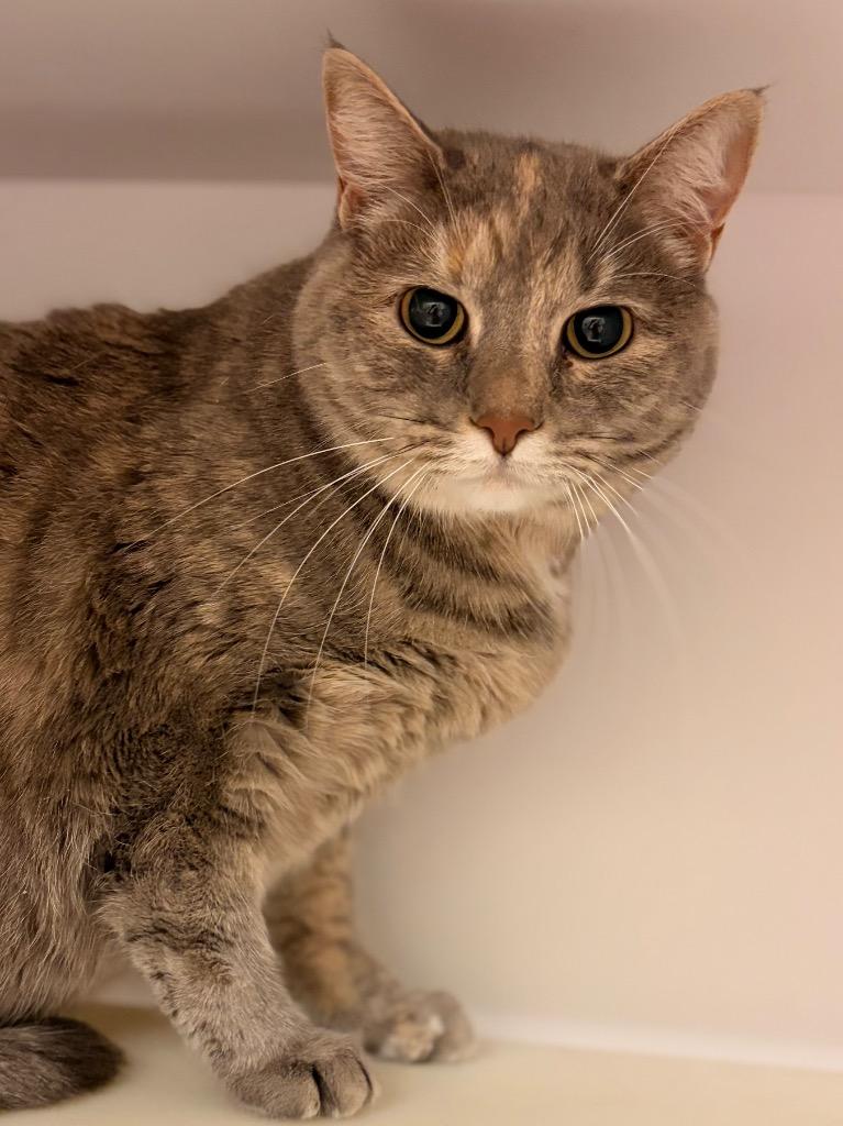 Enlarge Fern Camellia, a Adoptable mixed breed in Neosho, MO image 2/3