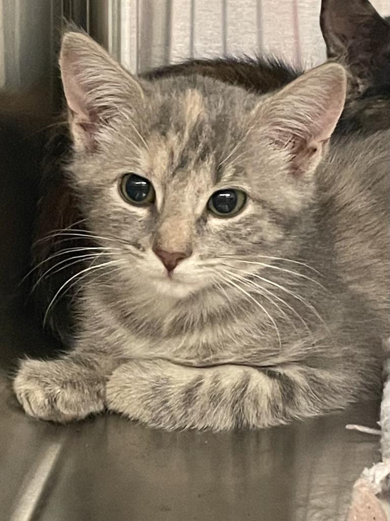 Enlarge Fern Camellia, a Adoptable mixed breed in Neosho, MO image 3/3