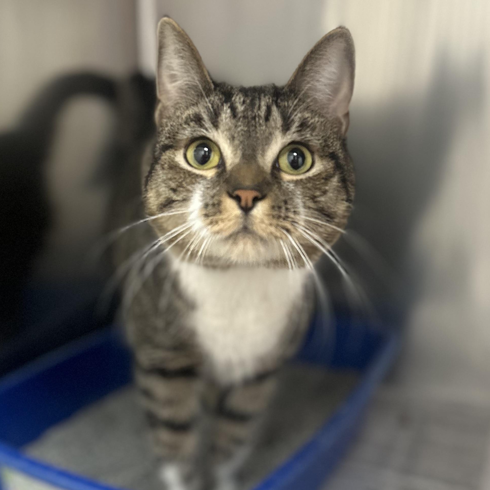 Mattheo, an adopted Domestic Short Hair in Youngstown, OH image 1/2