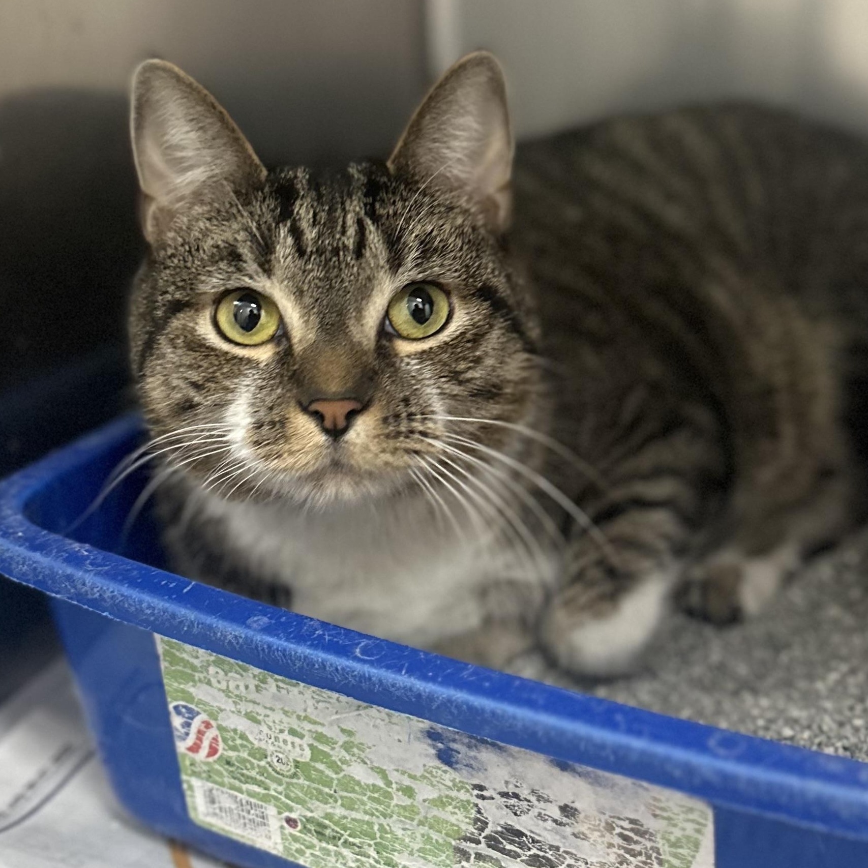 Mattheo, an adopted Domestic Short Hair in Youngstown, OH image 2/2