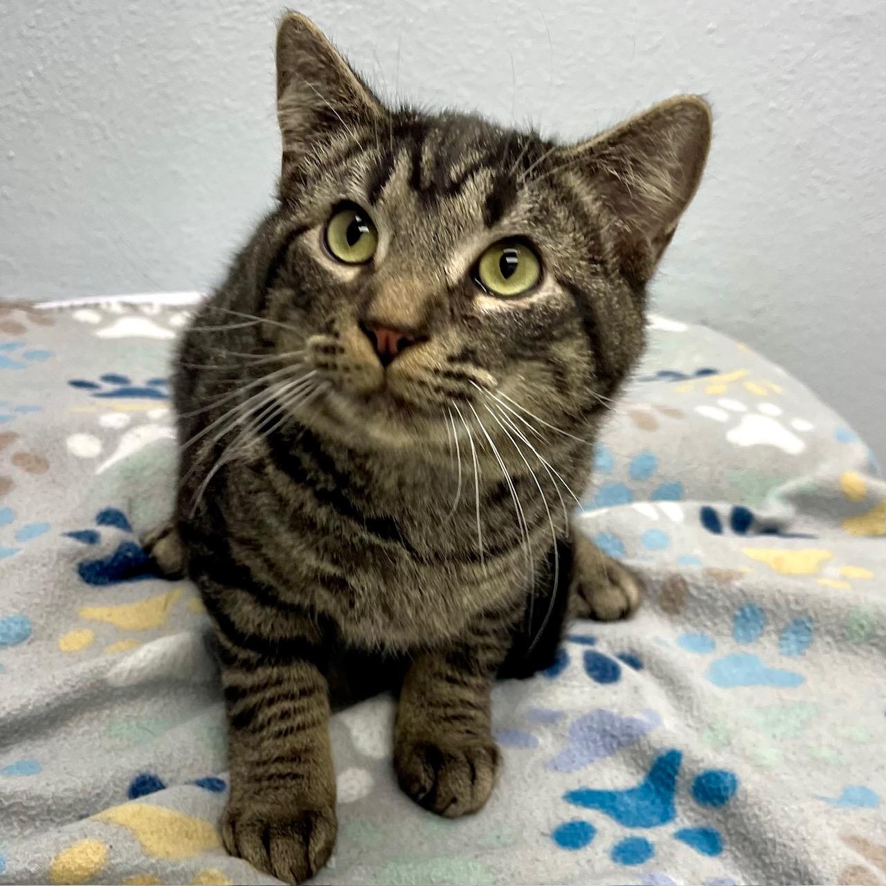 Enlarge Ralphie, a Adoptable mixed breed in Racine, WI image 1/4