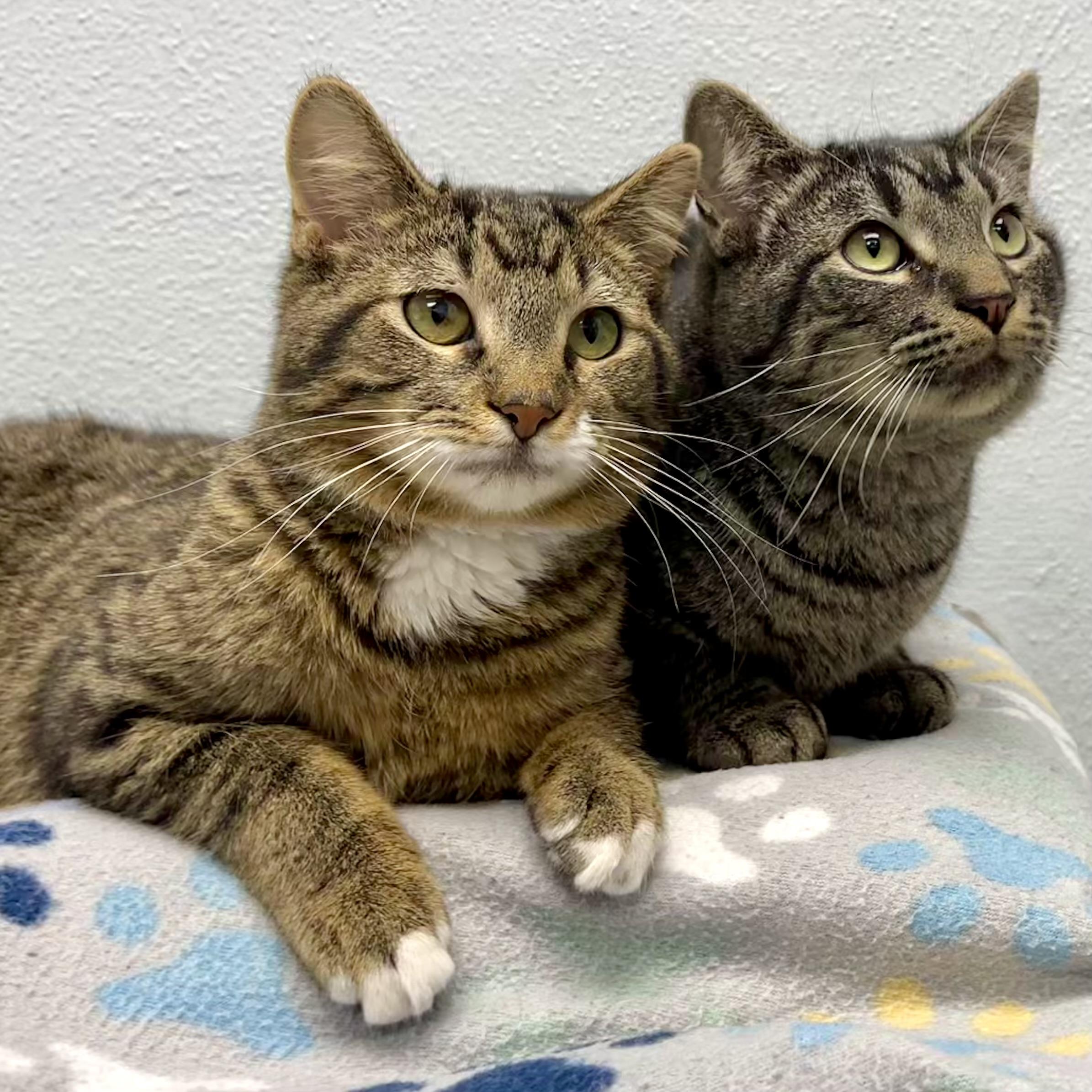 Enlarge Ralphie, a Adoptable mixed breed in Racine, WI image 4/4