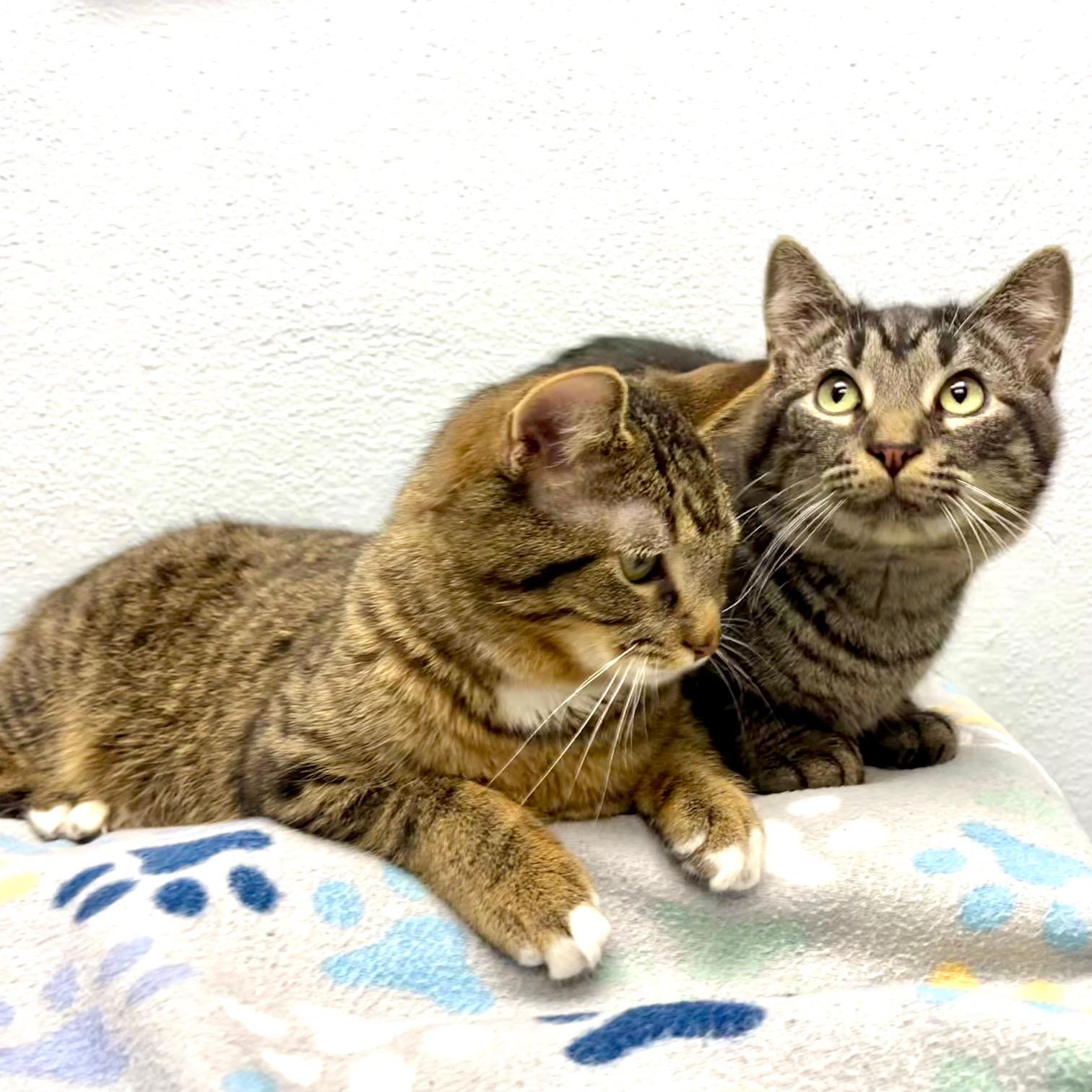 Enlarge Ralphie, a Adoptable mixed breed in Racine, WI image 2/4